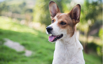 image for Celebrating Deaf Dog Awareness Week